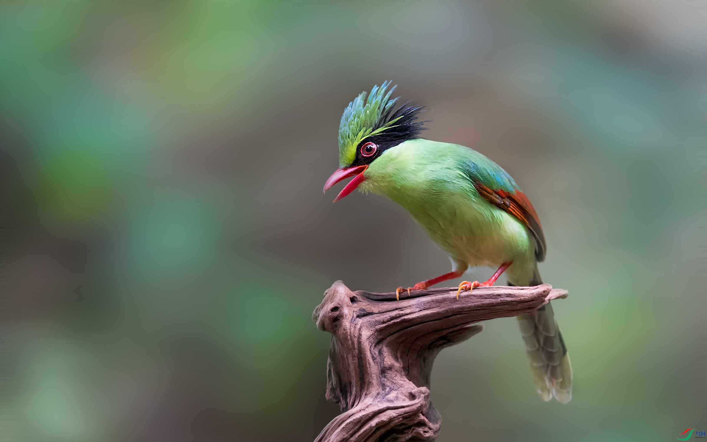 印支绿鹊