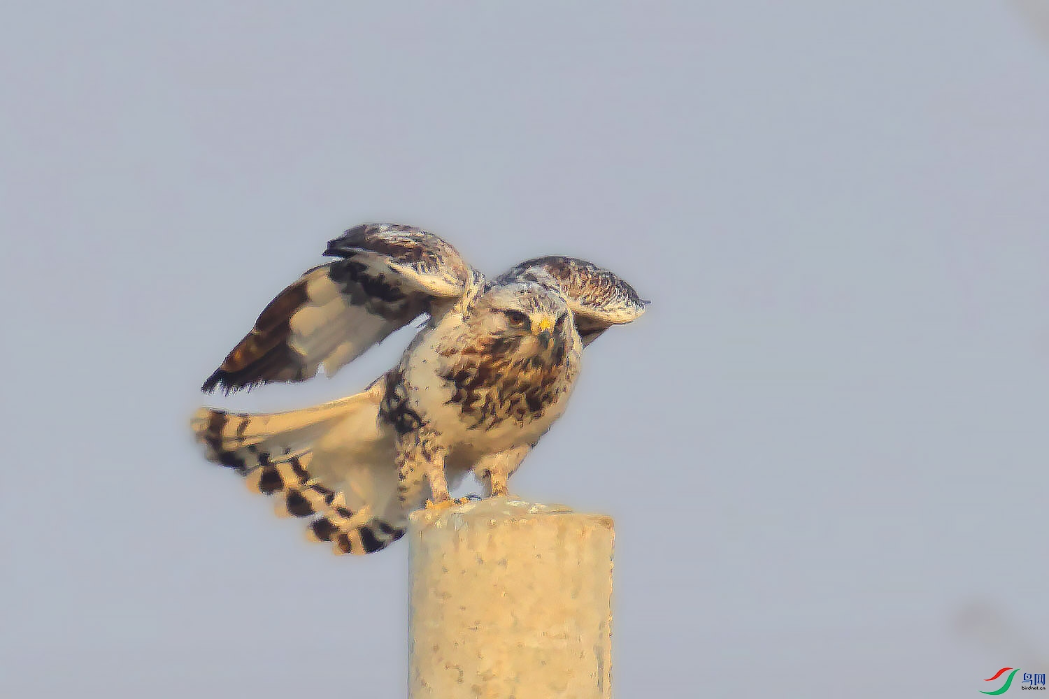 槐新公园拍毛腿鵟