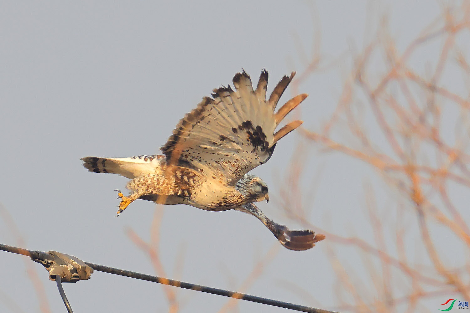 槐新公园拍毛腿鵟