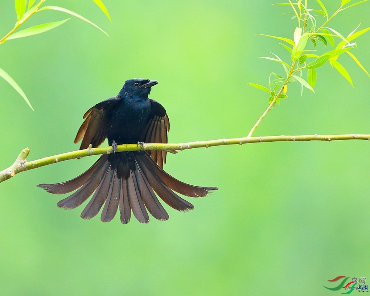 ��Ӱ ��ʦ�����ںӱ�ʡ�ػʵ����������������� .jpg