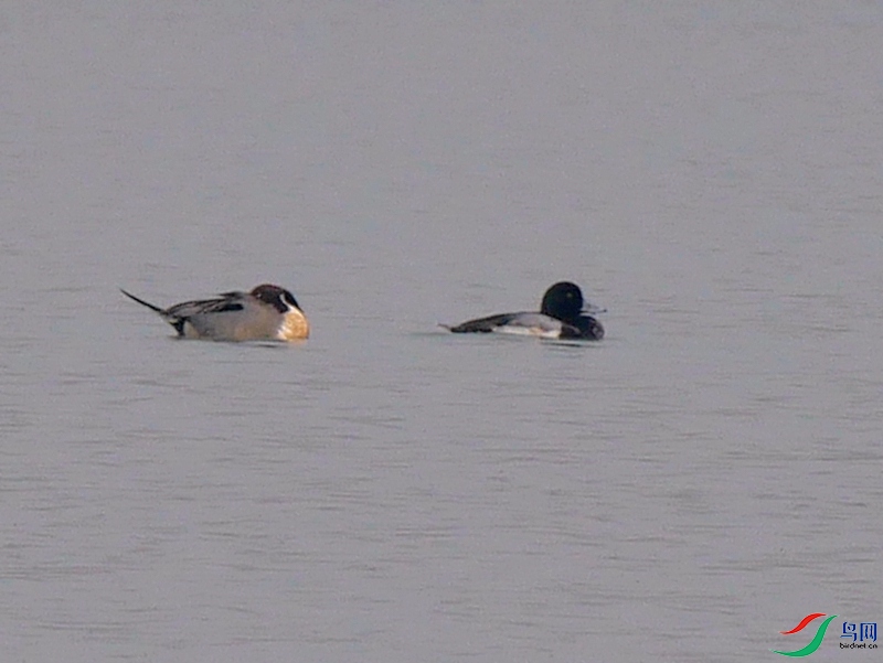 P6180527 - ����.JPG