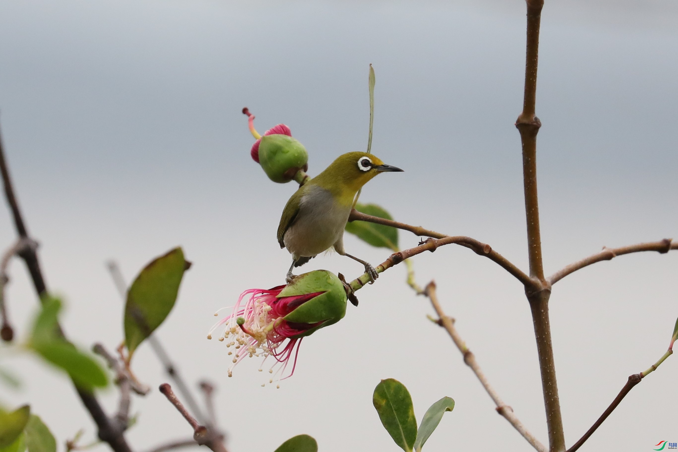 红树花上的绣眼