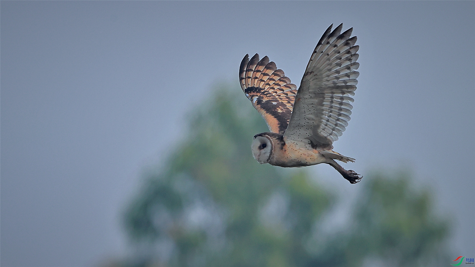 传说中的猴面鹰草鸮
