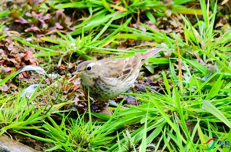 DSC_2099.JPG
