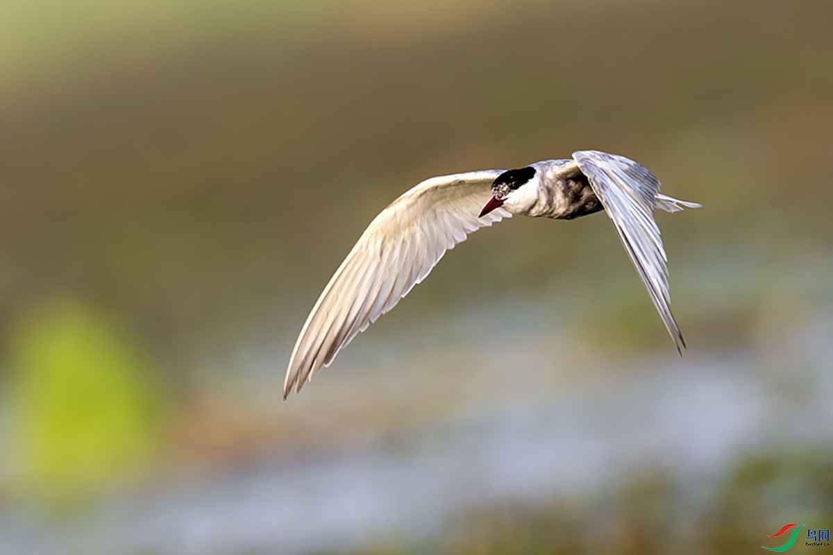 DSC_p3319.jpg