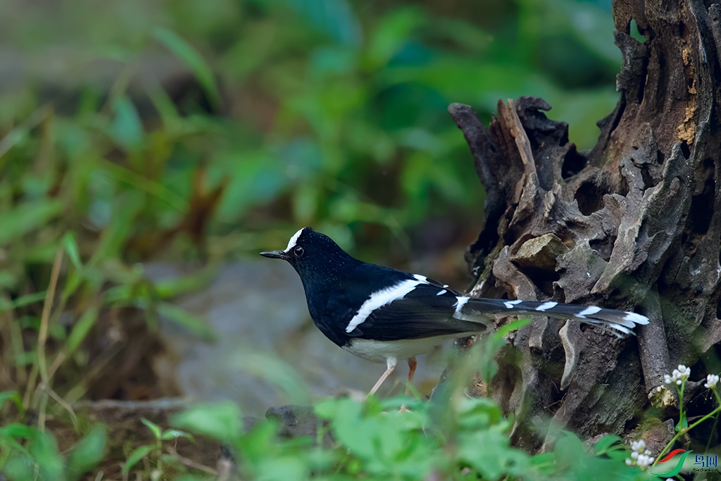 DSC_7495_DxOa.jpg