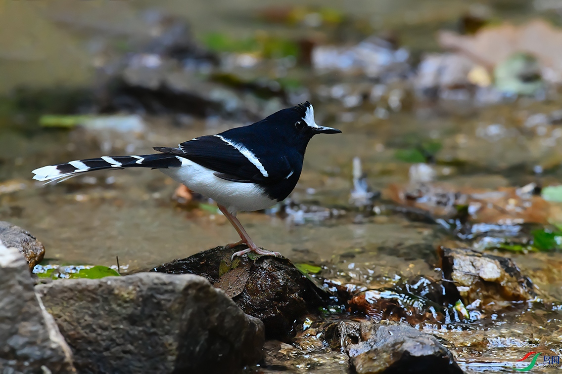 DSC_5005_DxOa.jpg
