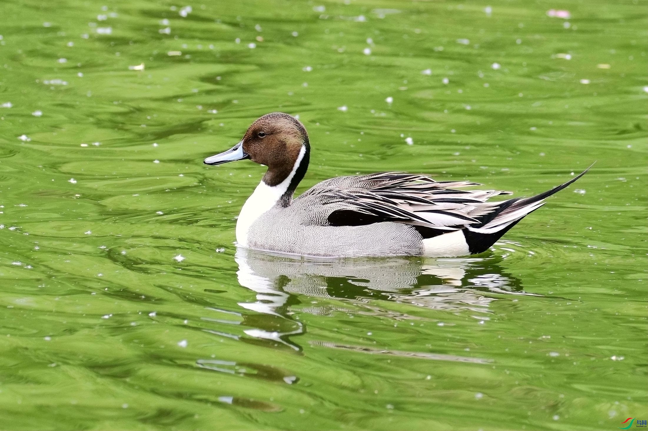 体型修长的针尾鸭