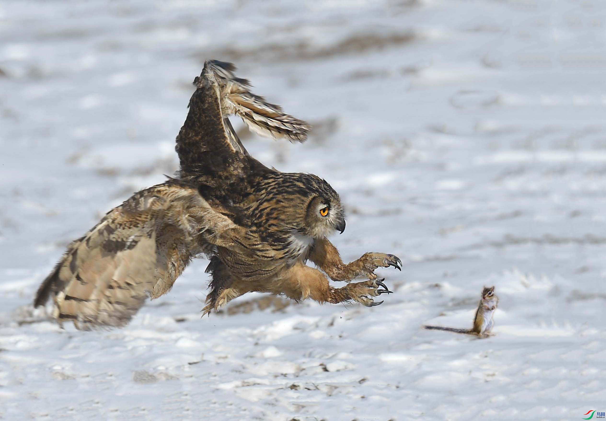 DSC_9768 - ����_����.jpg