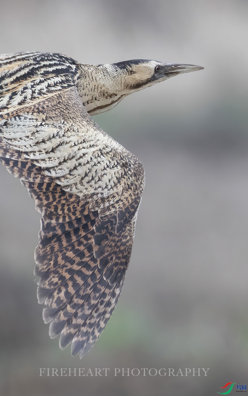 DSC_17 89-DeNoiseAI-denoise.jpg