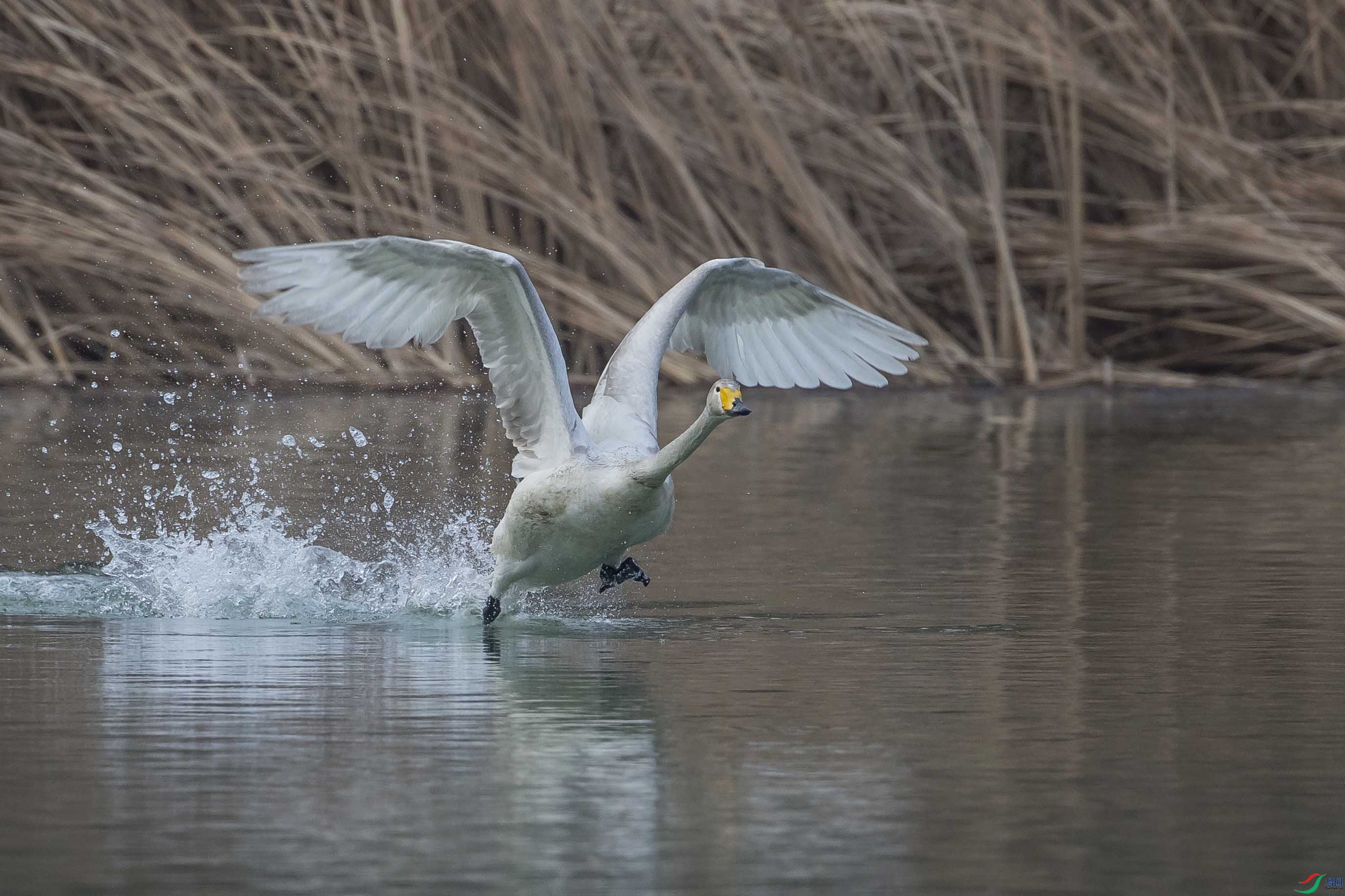 起飞瞬间大天鹅