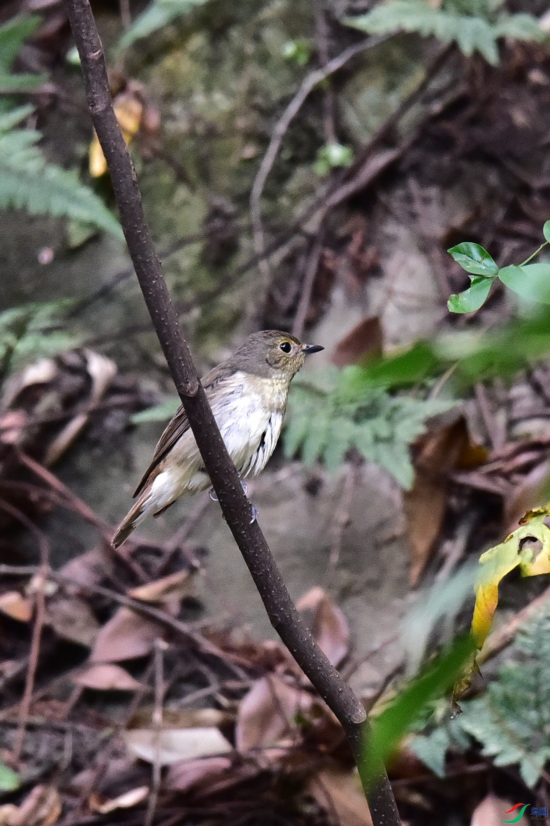 DSC_0780.JPG