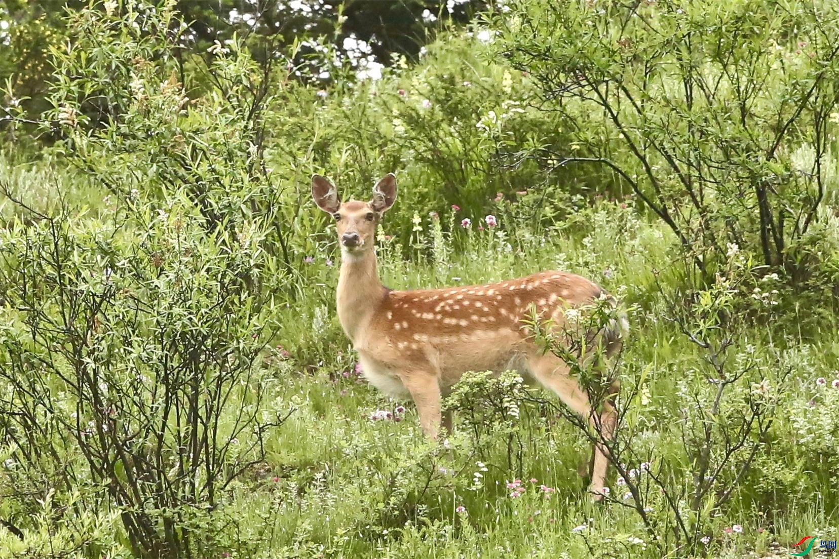 ÷��¹����¹