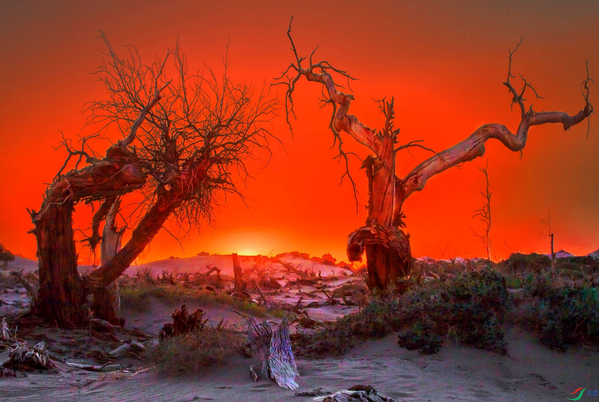 血色胡杨祝贺祥羽老师荣获首页综合精华