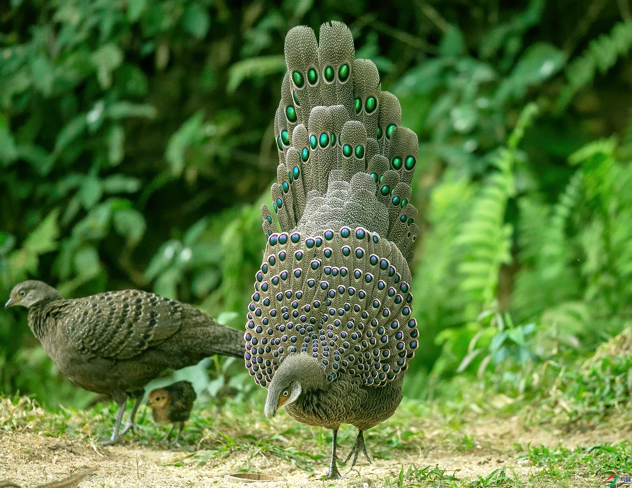灰孔雀雉