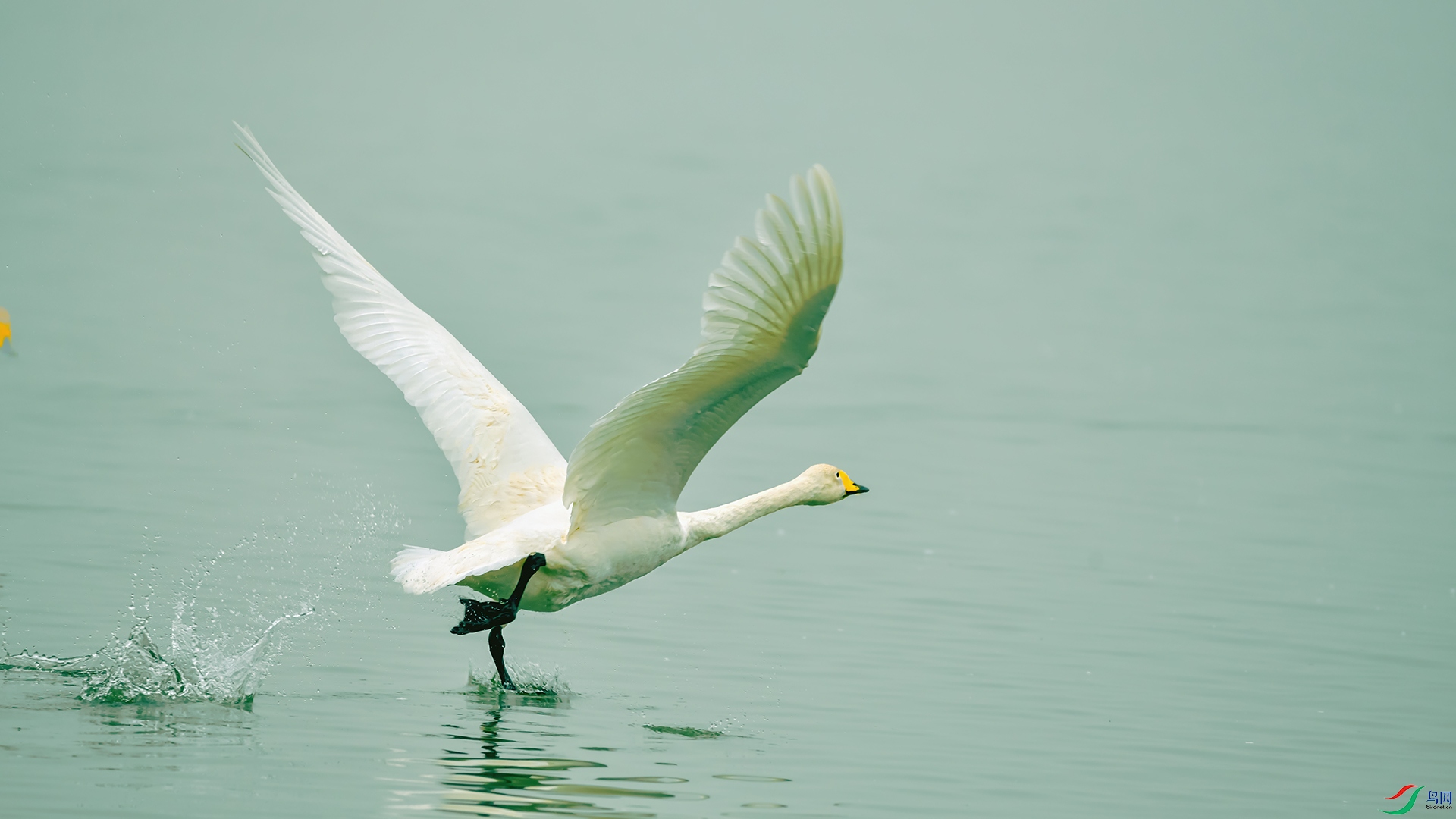 行摄小记:荣成大天鹅拍摄记