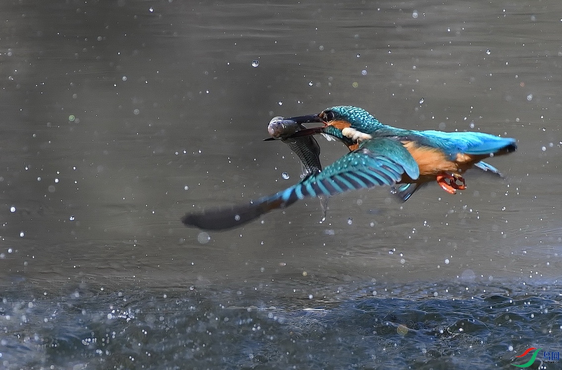 DSC_0301AA.jpg