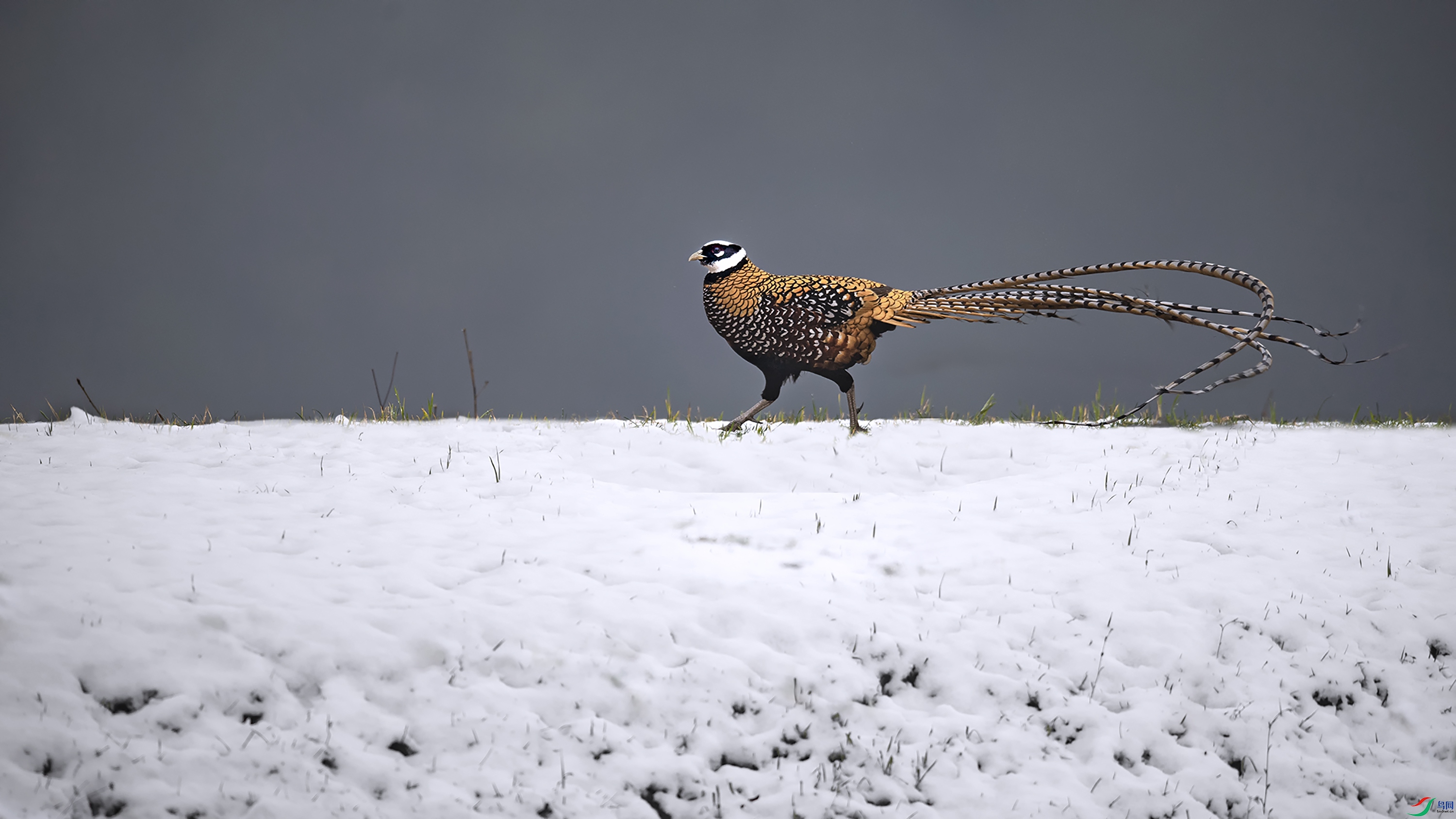 ��ѩ���������׹ڳ�β��