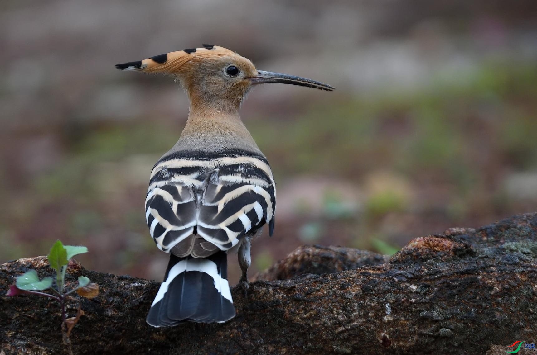 Common Hoopoe.jpg