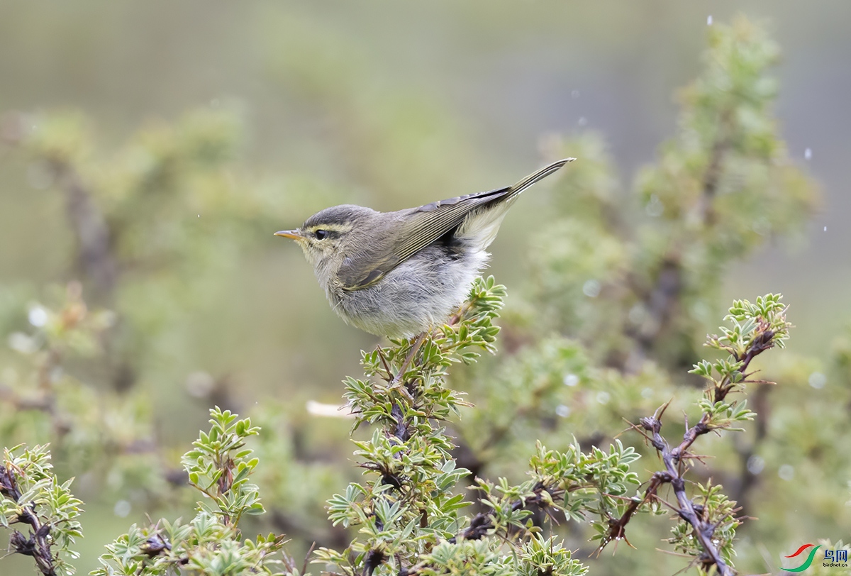 ������ݺ (2)-denoise-123.jpg