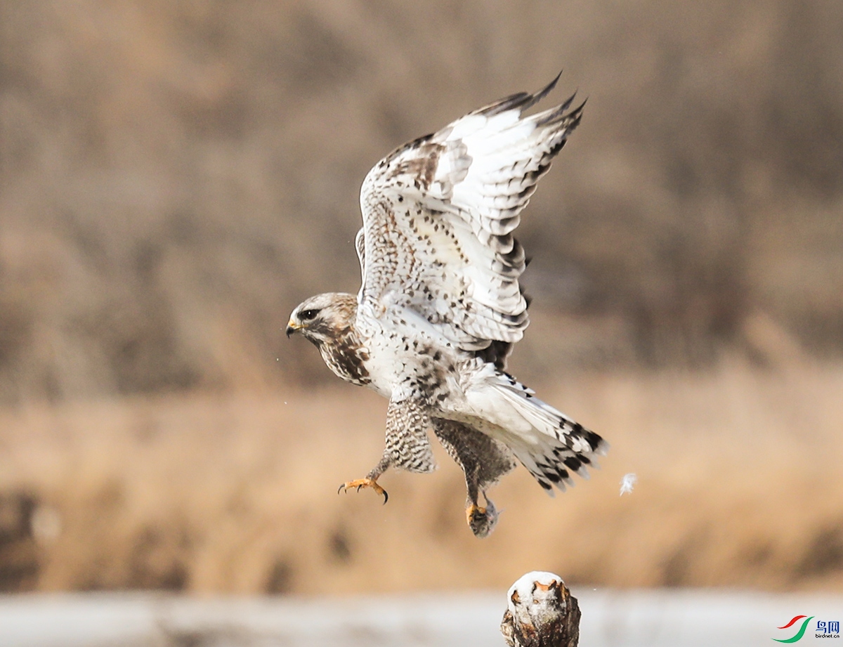 ë������