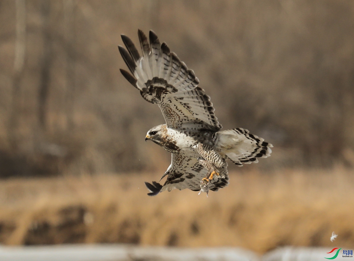 ë������