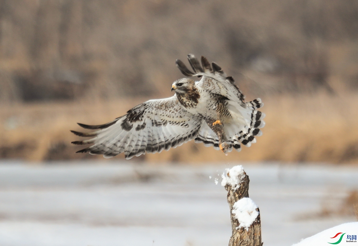 ë������