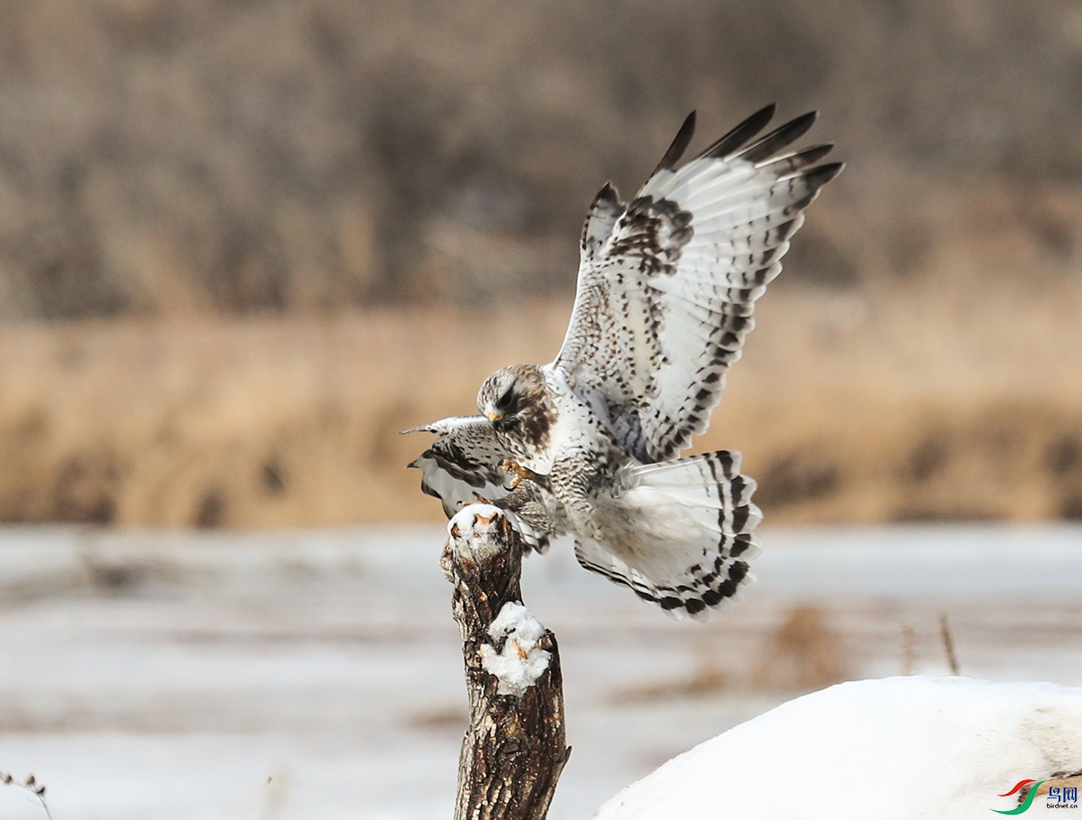 ë������