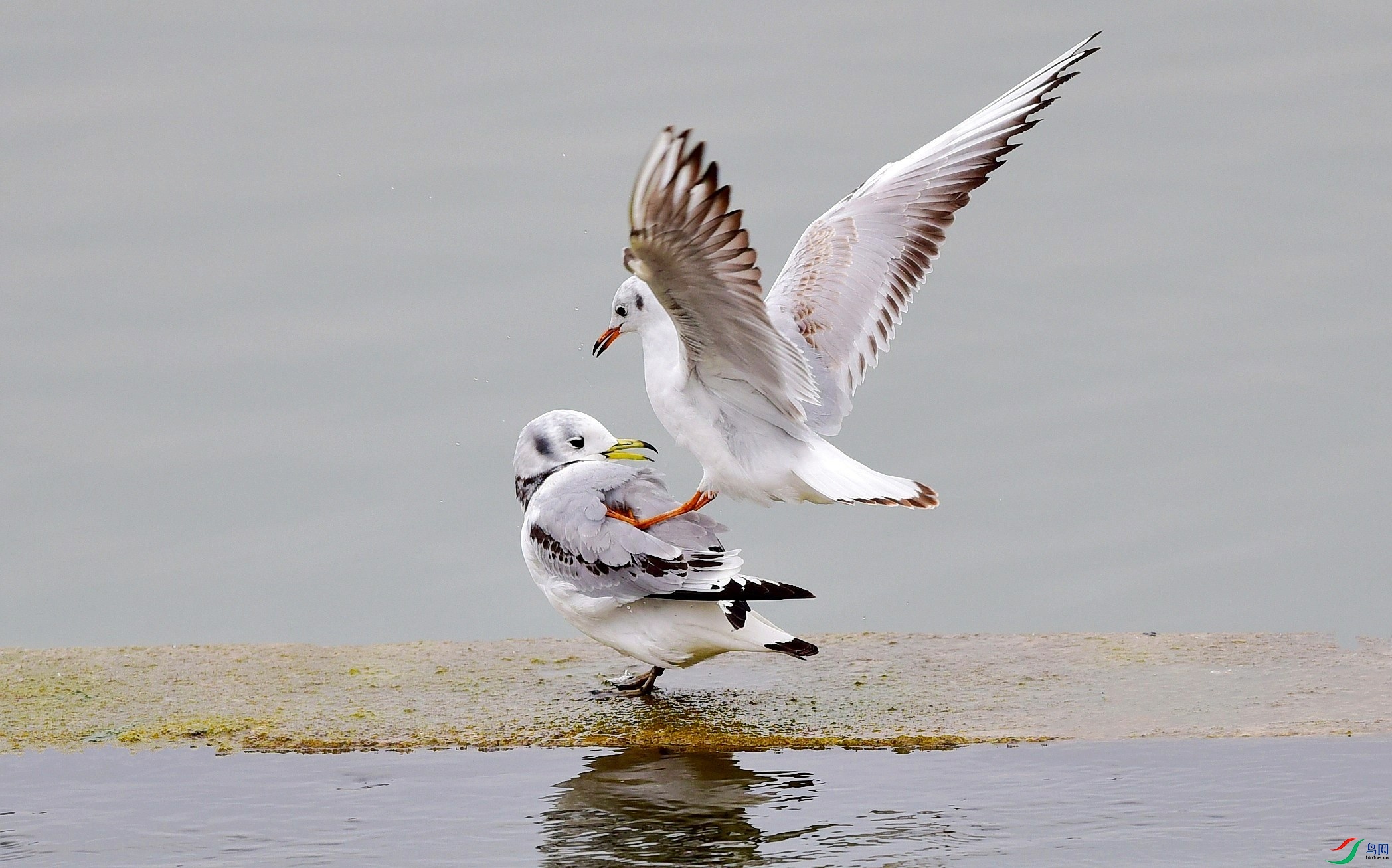 DSC_7618_conew5.jpg