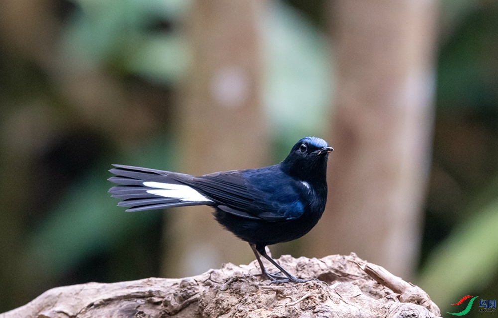 DSC_2642.jpg