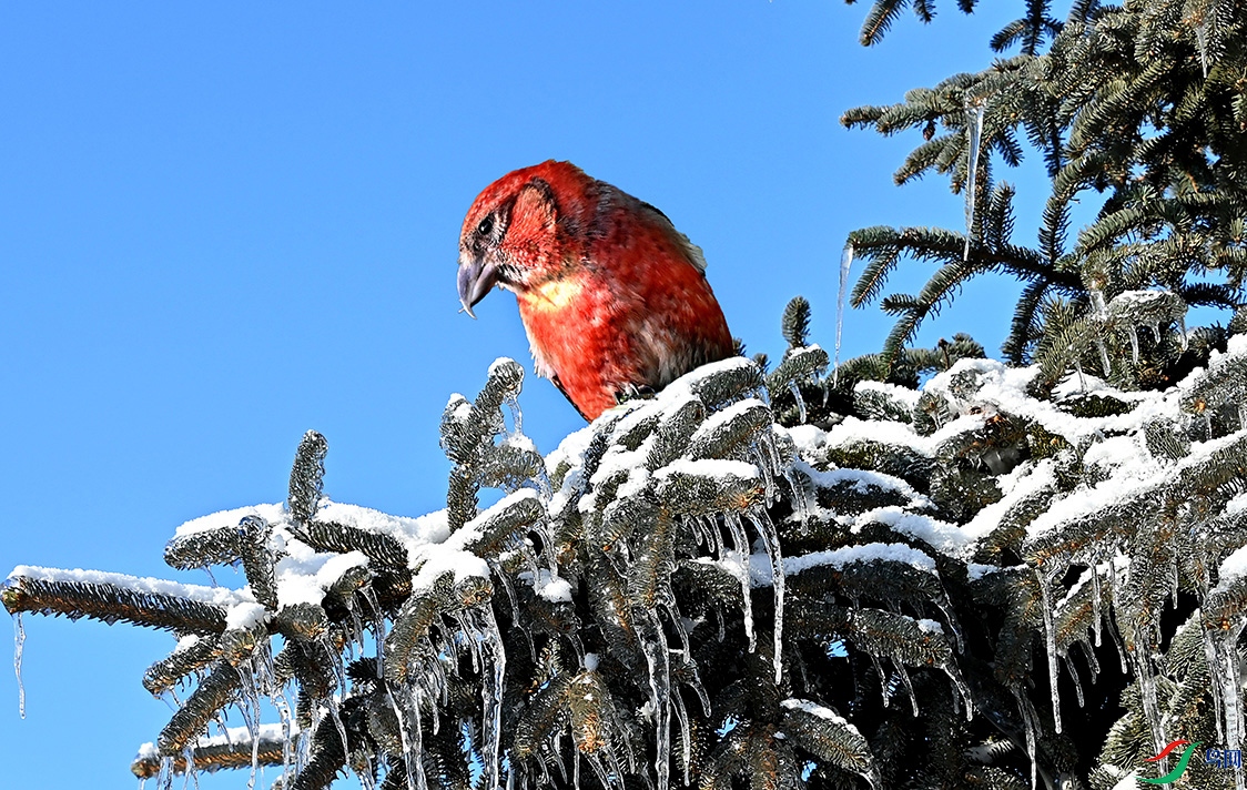 6.˼�����ȸ��8355A M2.jpg