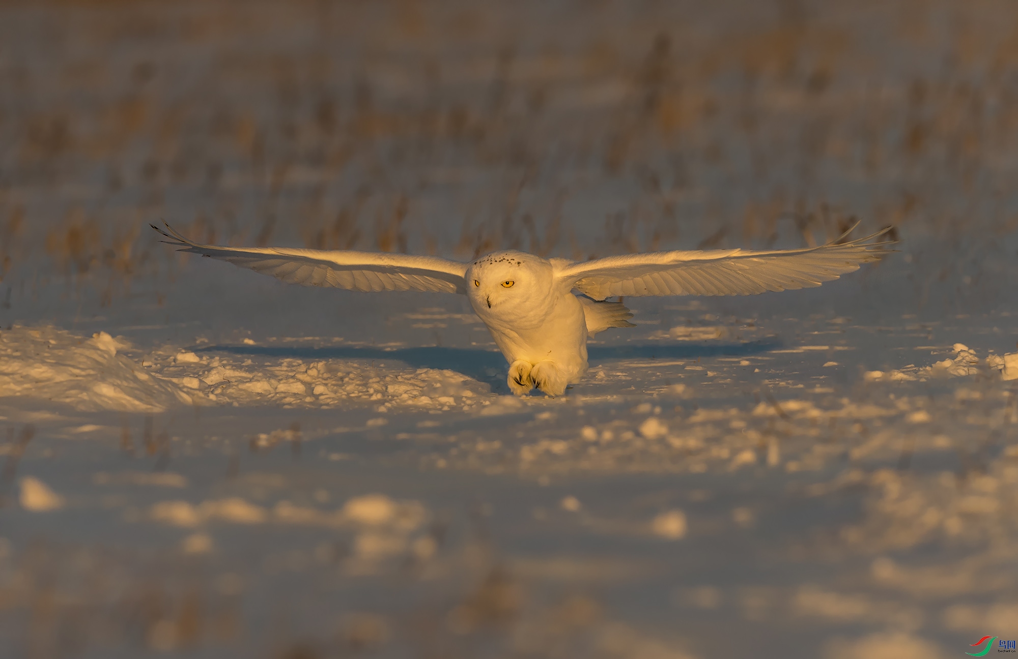 DSC_8981.jpg