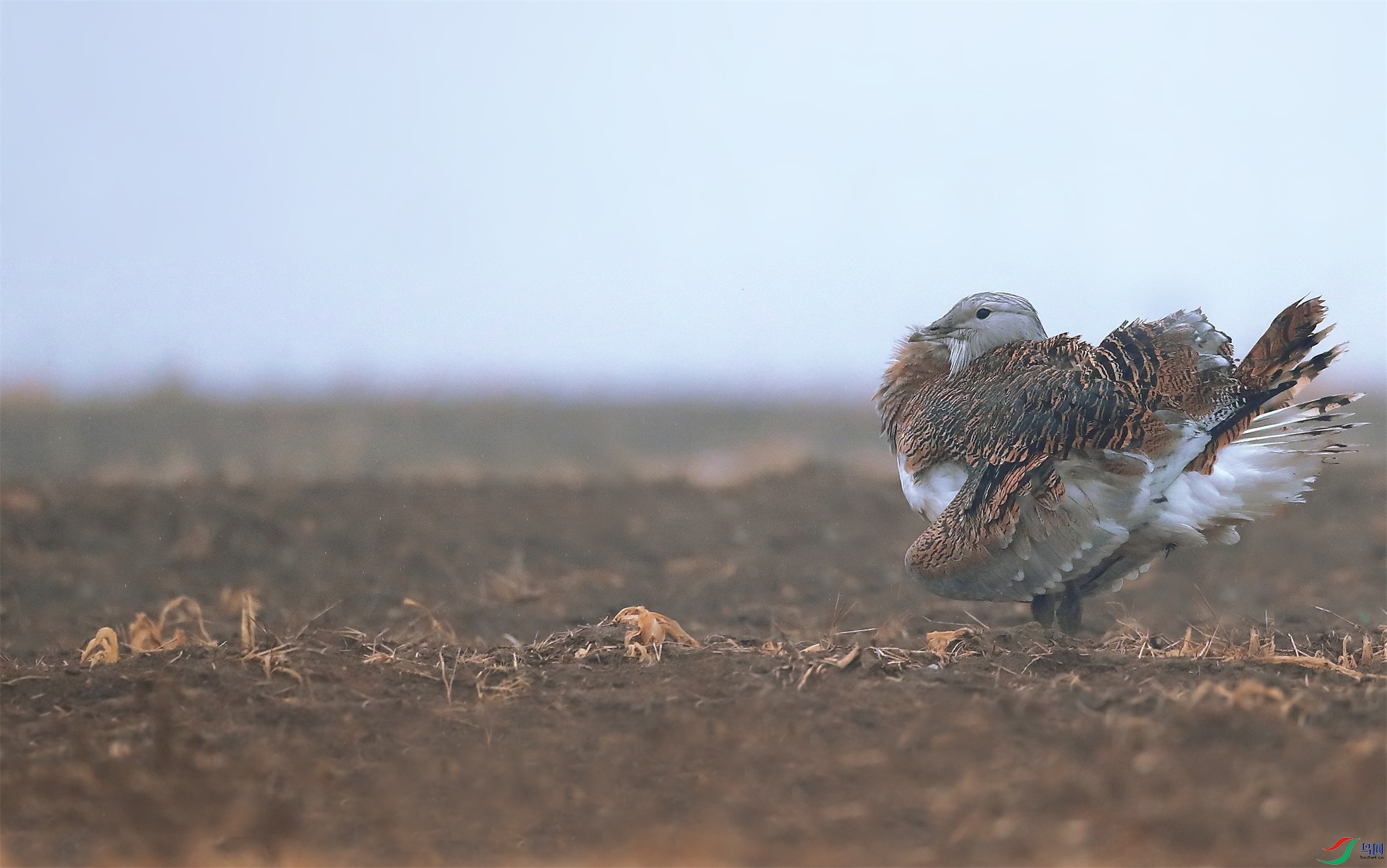 100 - ����.jpg