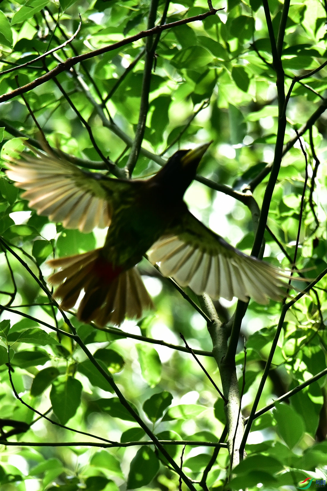 DSC_0994.JPG