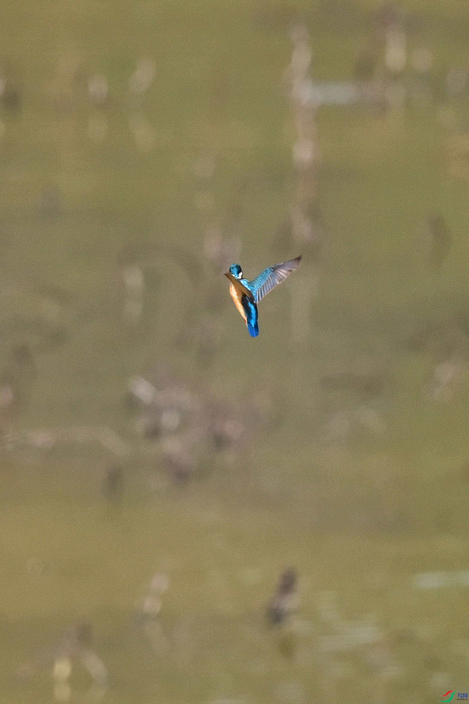 DSC_9912 - ����.JPG