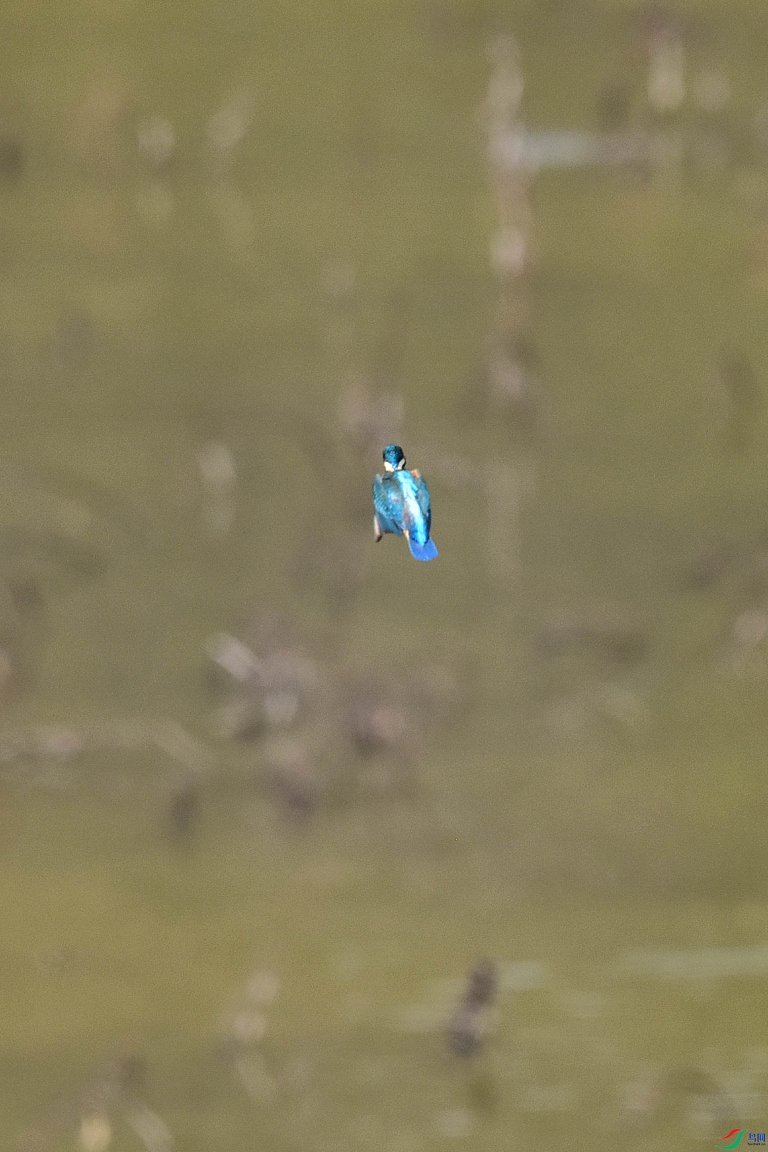 DSC_9917 - ����.JPG