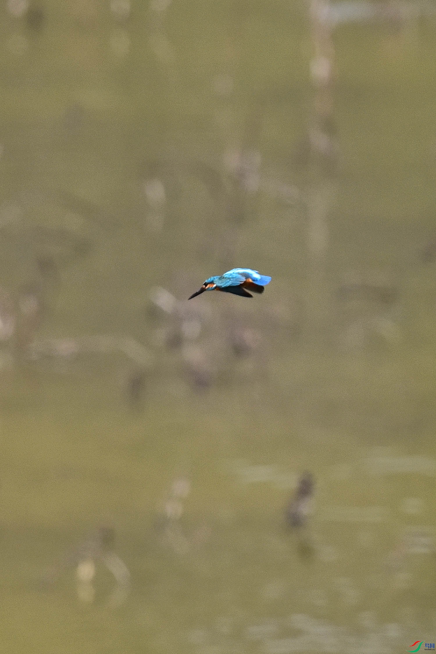 DSC_9921 - ����.JPG