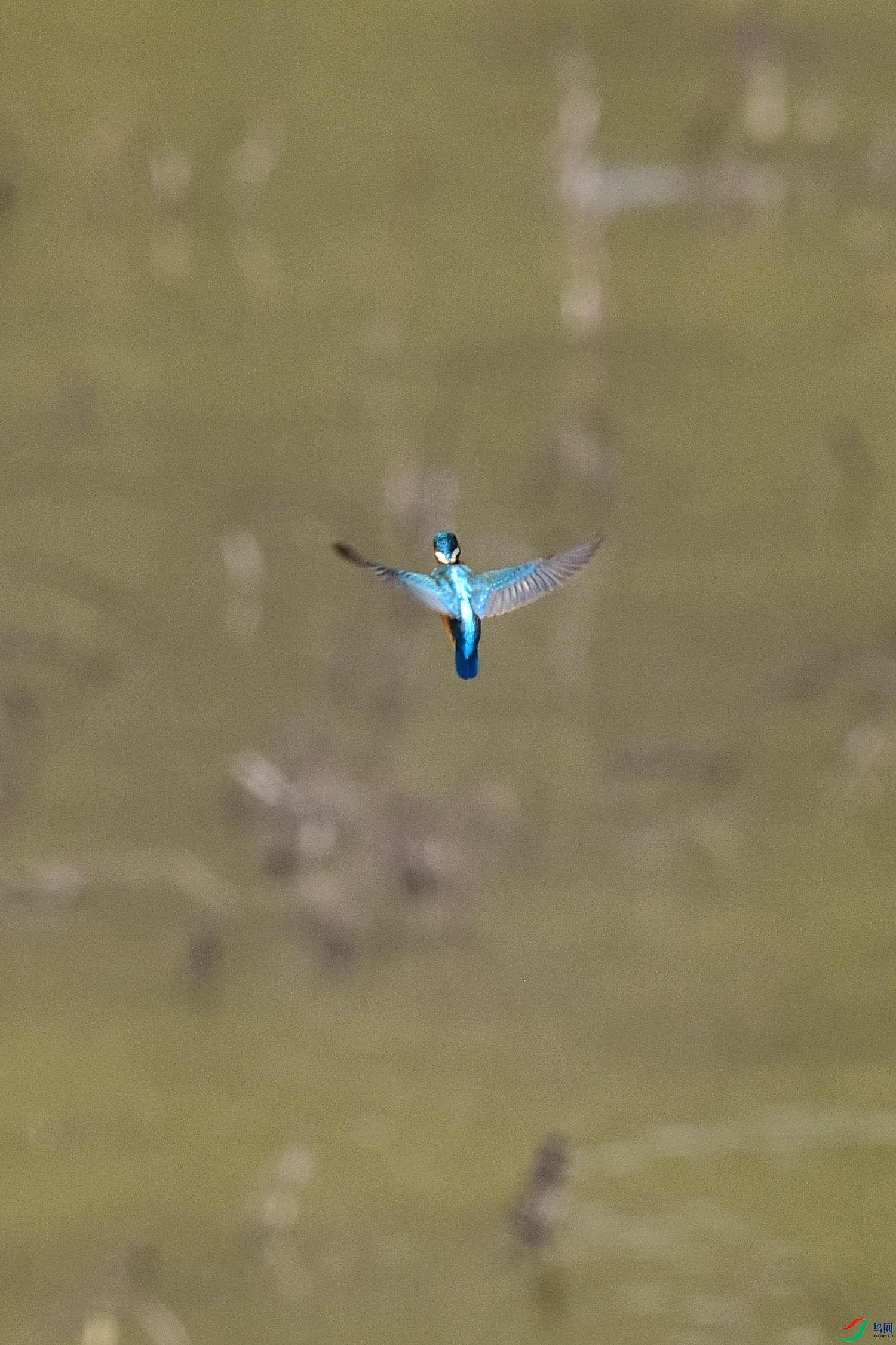 DSC_9918 - ����.JPG