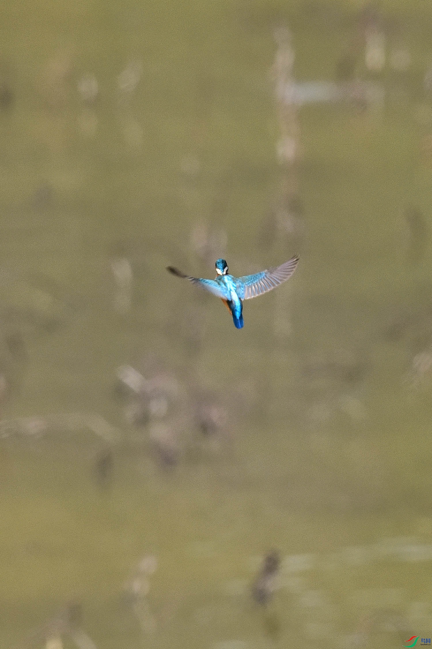 DSC_9916 - ����.JPG