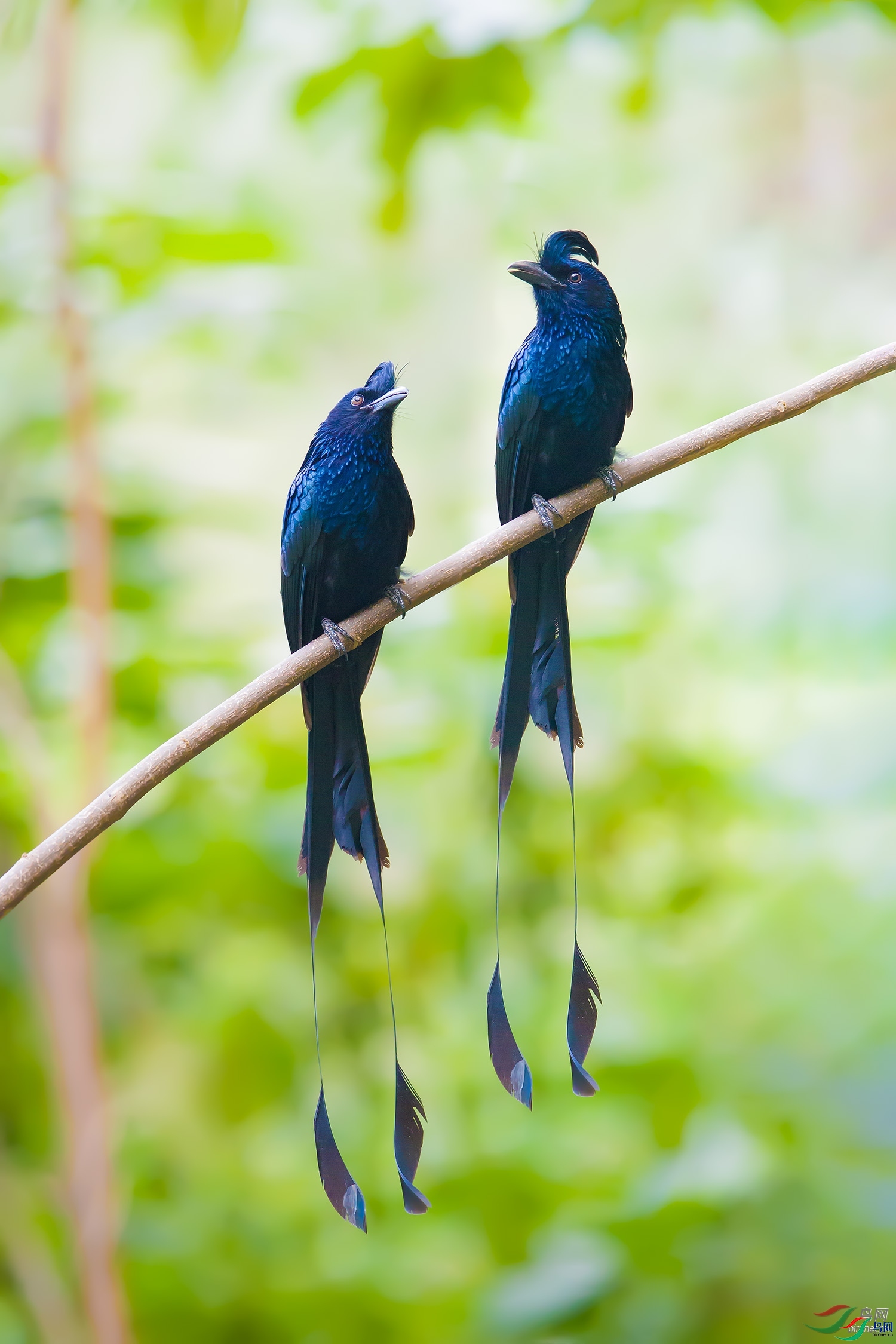 ��ɽ--ѩ��  ��ʦ����������ʡ�º���徰���������� ӯ����.jpg