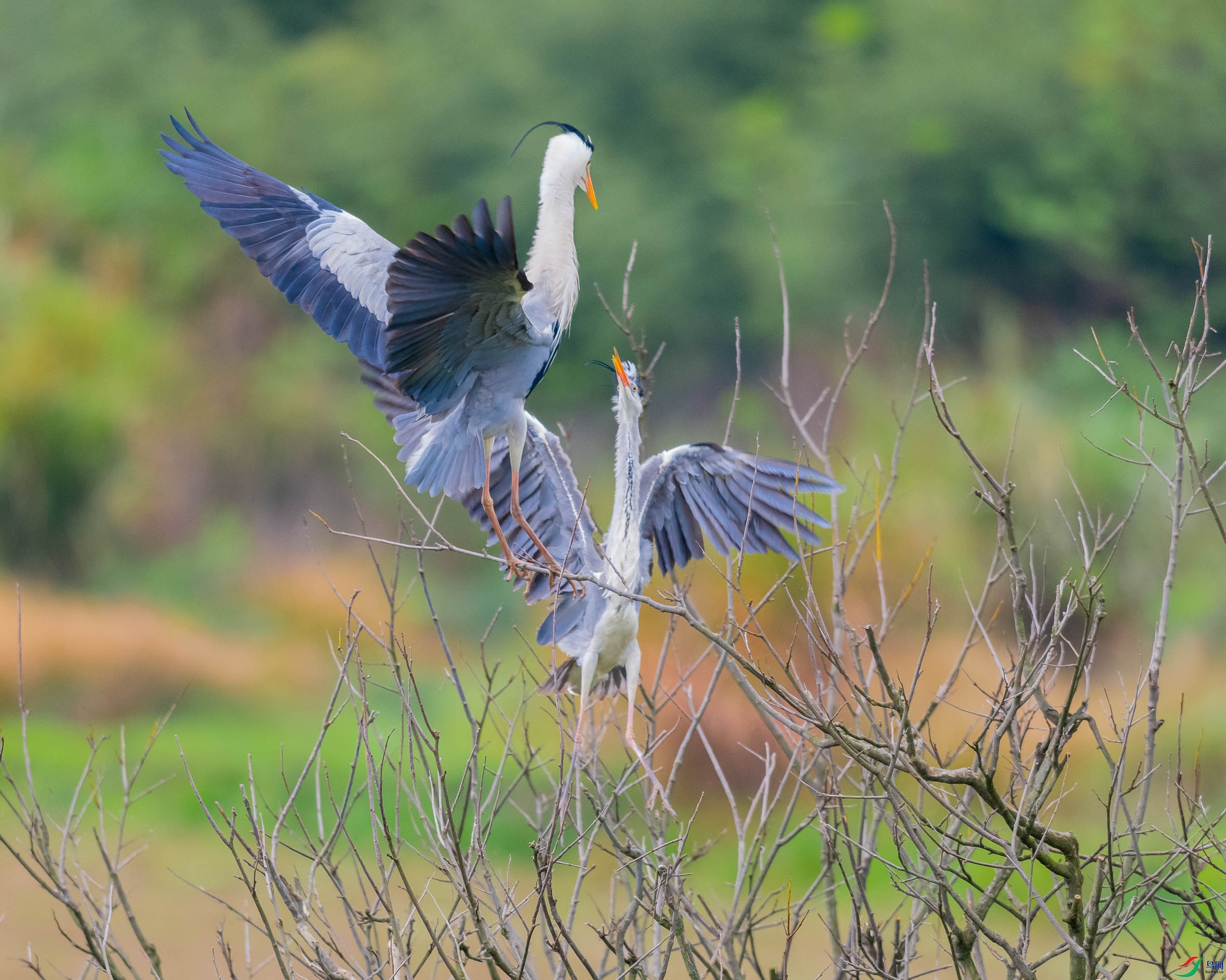 DSC_0625.jpg