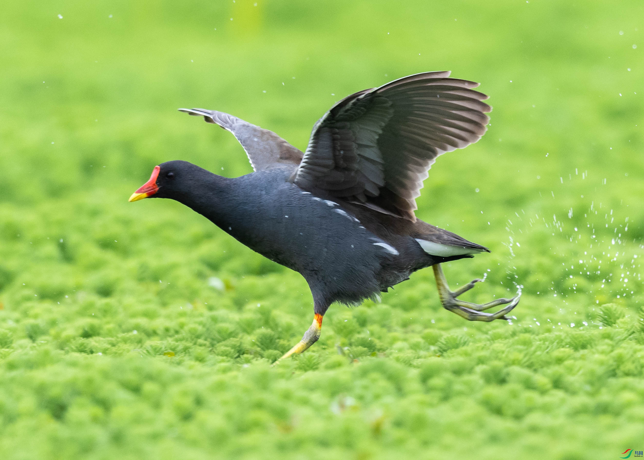奔跑的黑水鸡