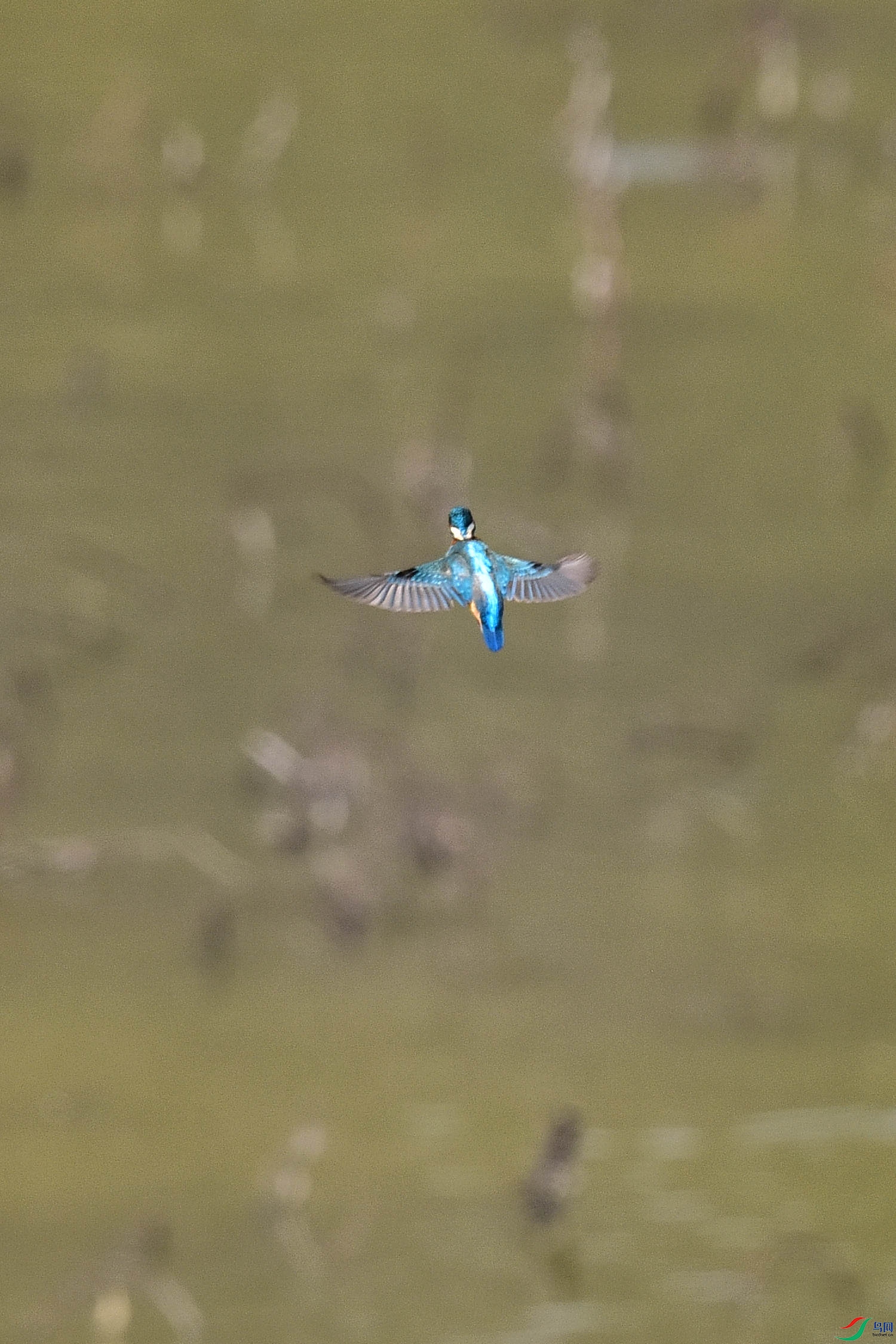 DSC_9914 - ����.JPG