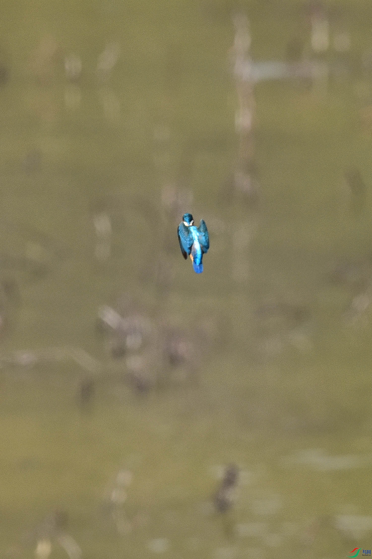 DSC_9919 - ����.JPG