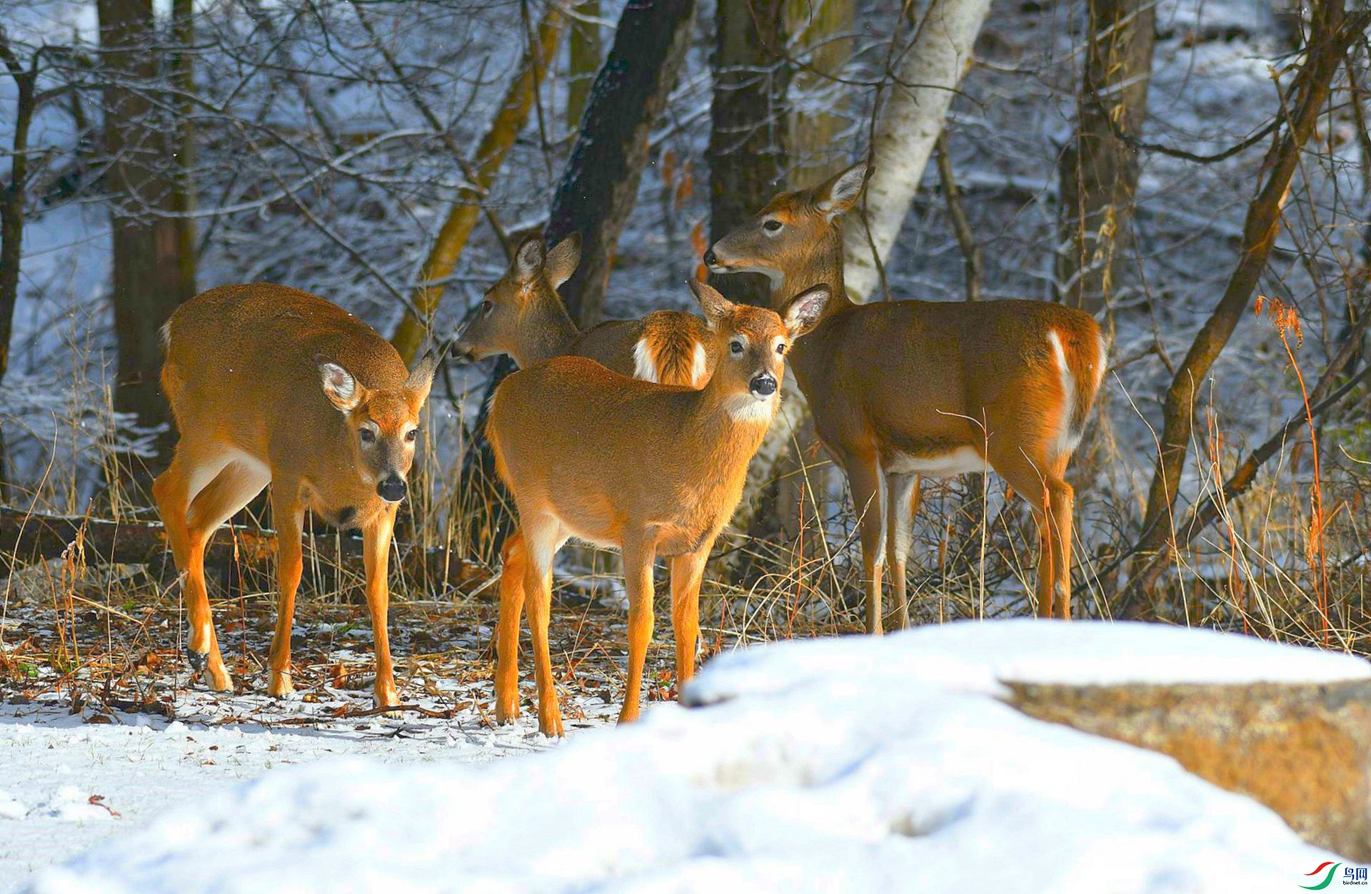 DSC_3283_����.jpg