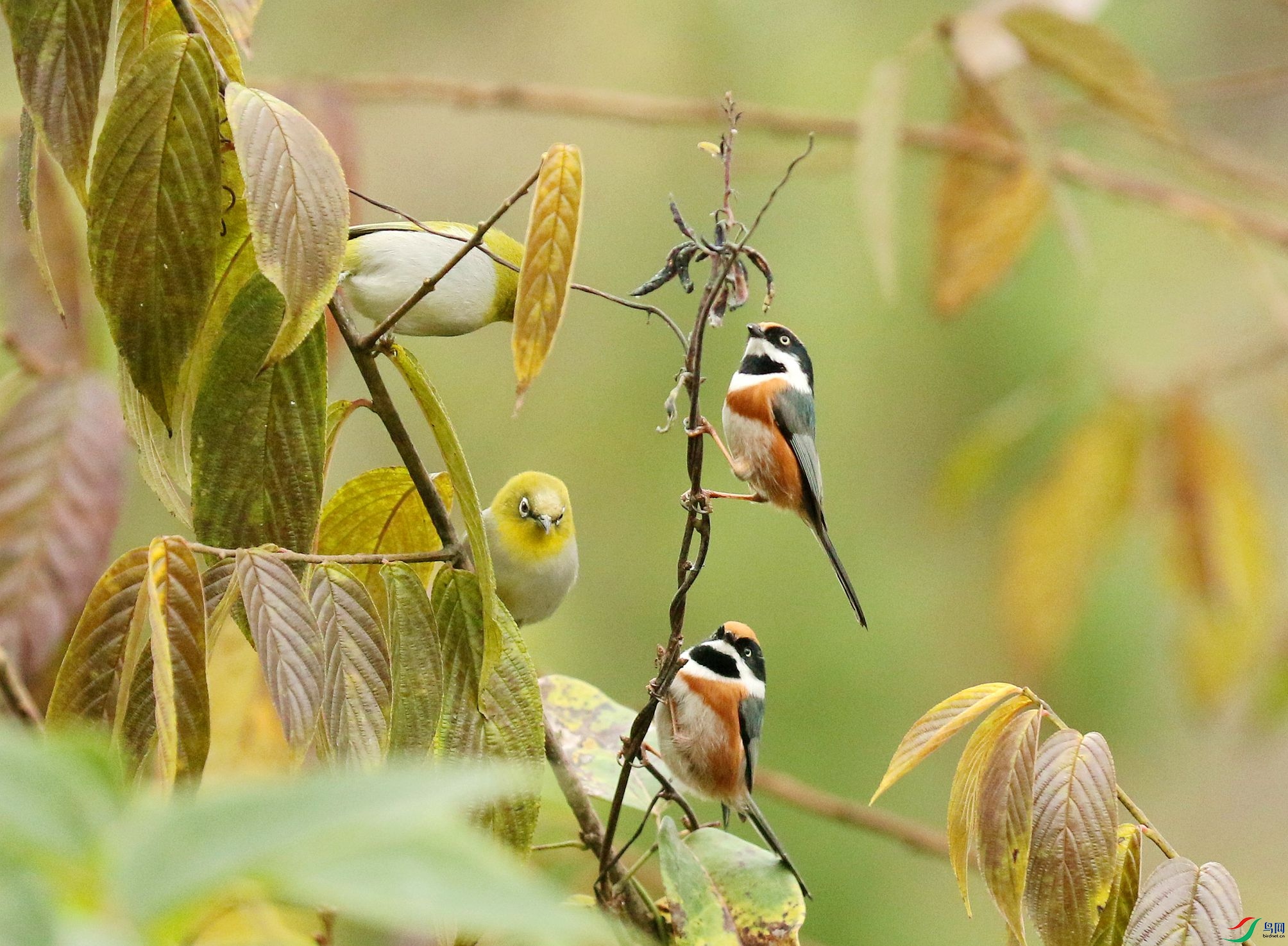 小山雀鸟