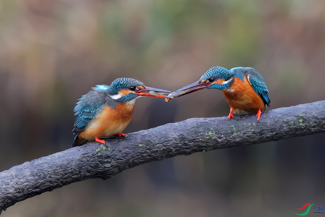 DSC_8958_DxOa.jpg