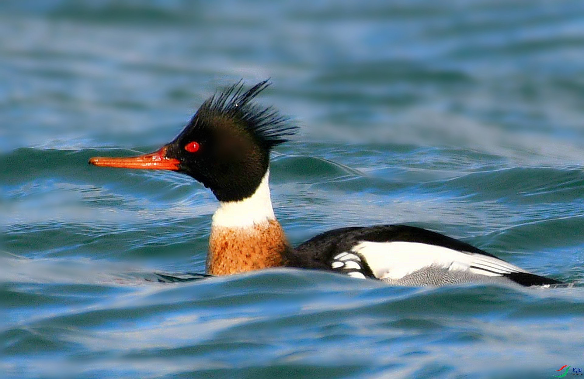 【红胸秋沙鸭】  本帖最后由 温莎枫叶 于 2021-3-3 20:30 编辑