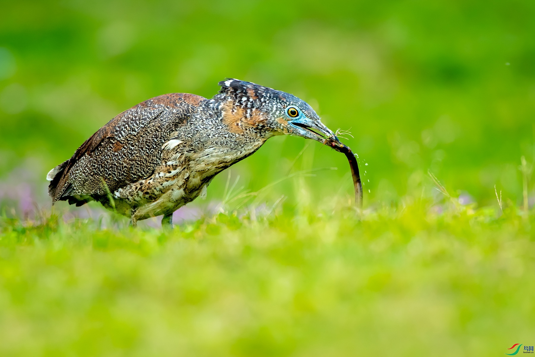 DSC_3039.jpg