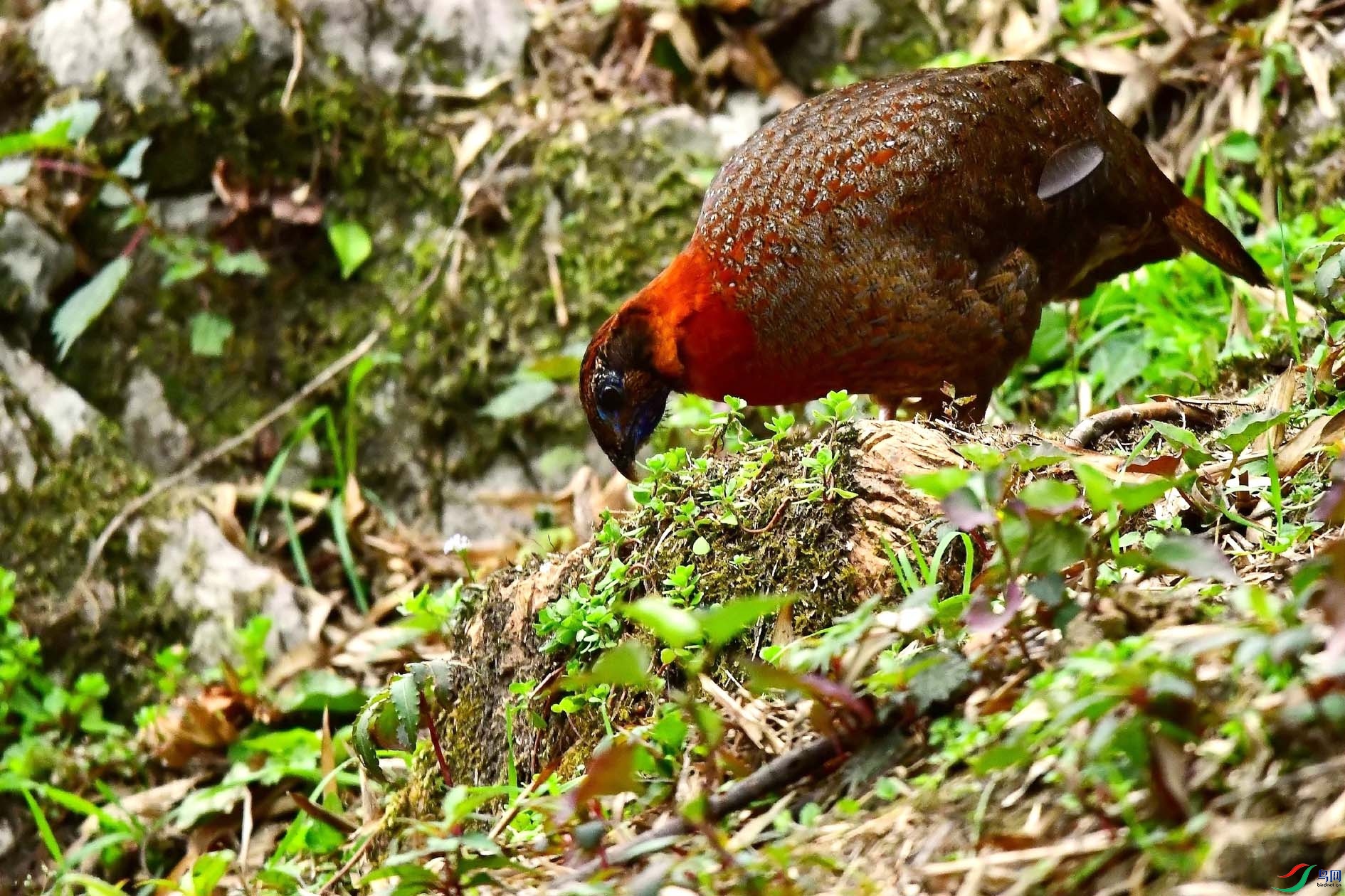 DSC_6723_����.jpg